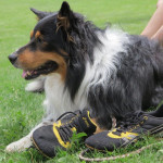 Diego probiert die Spikes